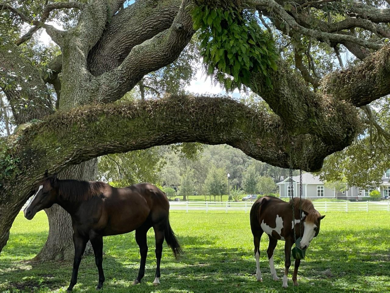 BLUEGRASS ESTATES - Residential