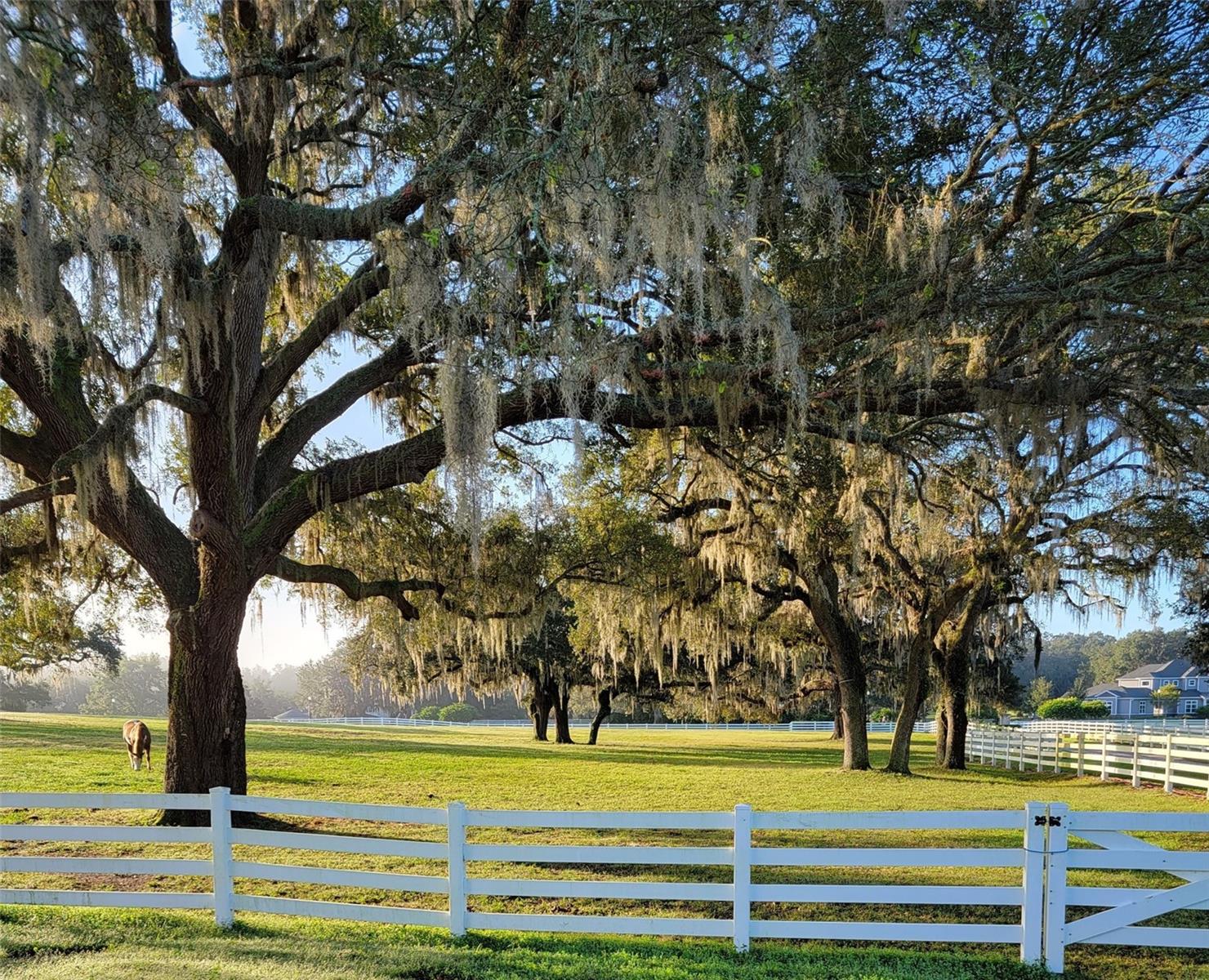 BLUEGRASS ESTATES - Residential