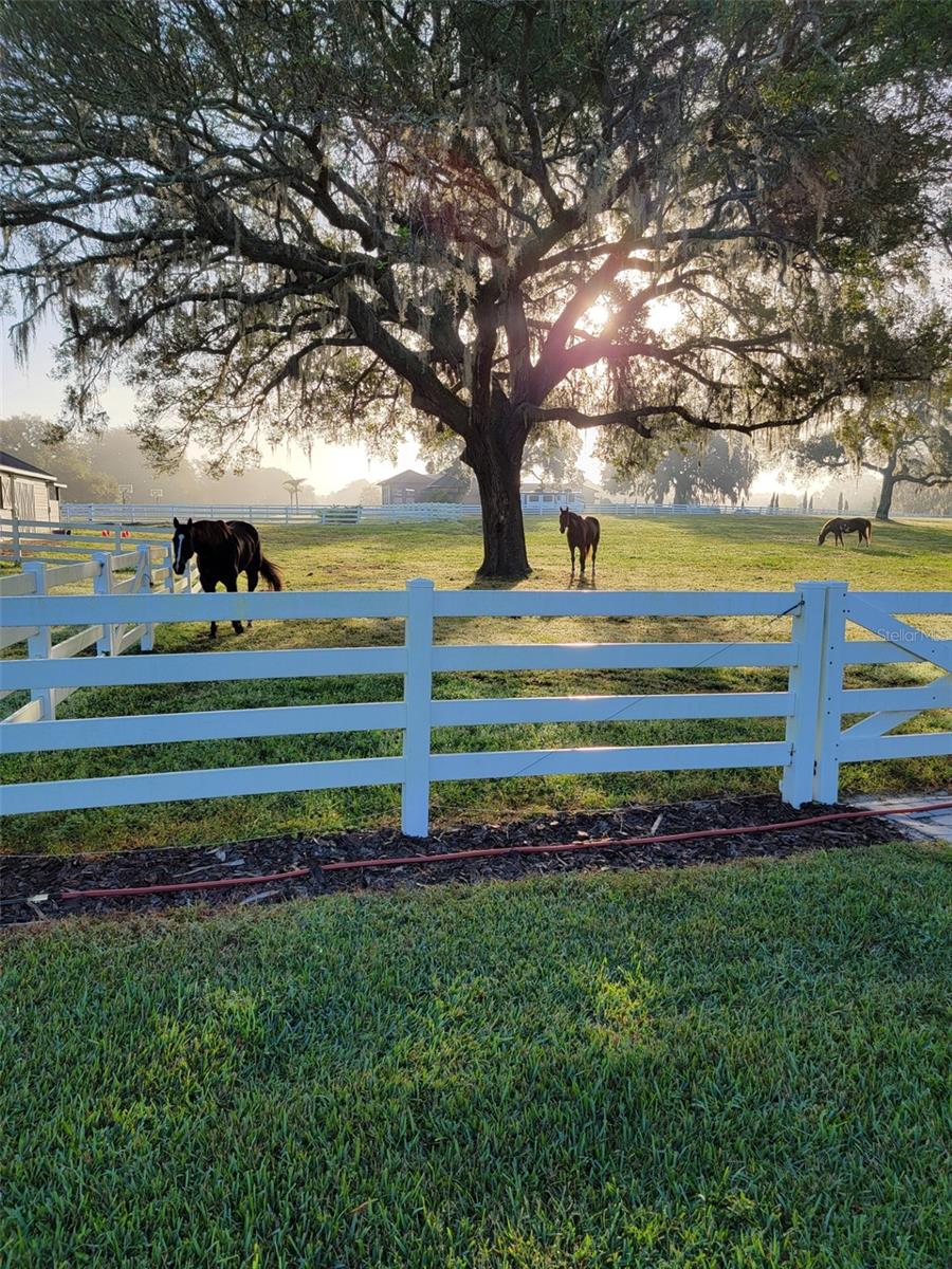 BLUEGRASS ESTATES - Residential
