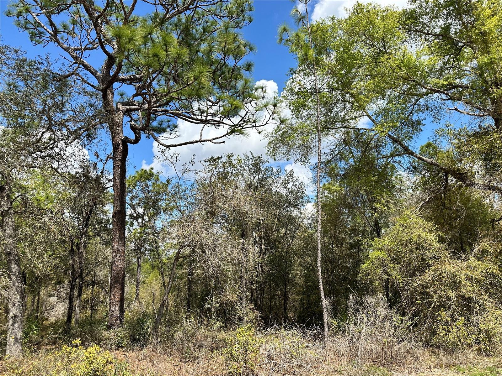 OAK RIDGE ESTATE - Land