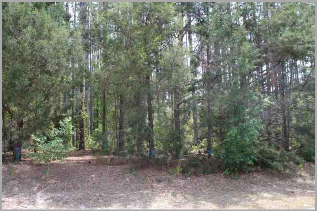 Welcome to your opportunity to build your dream home on this stunning 3.38-acre vacant lot located on Bill Collins Road in Eustis, FL! Nestled in a peaceful rural setting, this expansive property offers the perfect blend of privacy and convenience. Enjoy nearby access to beautiful natural attractions like Lake Joanna, Lake Eustis, and the Harris Chain of Lakes — ideal for boating, fishing, and watersports enthusiasts. Just minutes away, you'll find the charming Historic Downtown Eustis area with local shops, dining, farmers markets, and frequent community events. Golf lovers will appreciate the proximity to top clubs such as B. Bear Golf Club and RedTail Golf Club. Quick access to SR 44 and US-441 makes commuting to Mount Dora, Tavares, and even Orlando a breeze. Whether you envision a private estate, a country retreat, or simply a place to spread out and enjoy Florida’s beauty, this property is a must-see. No HOA. Bring your plans and make it your own!