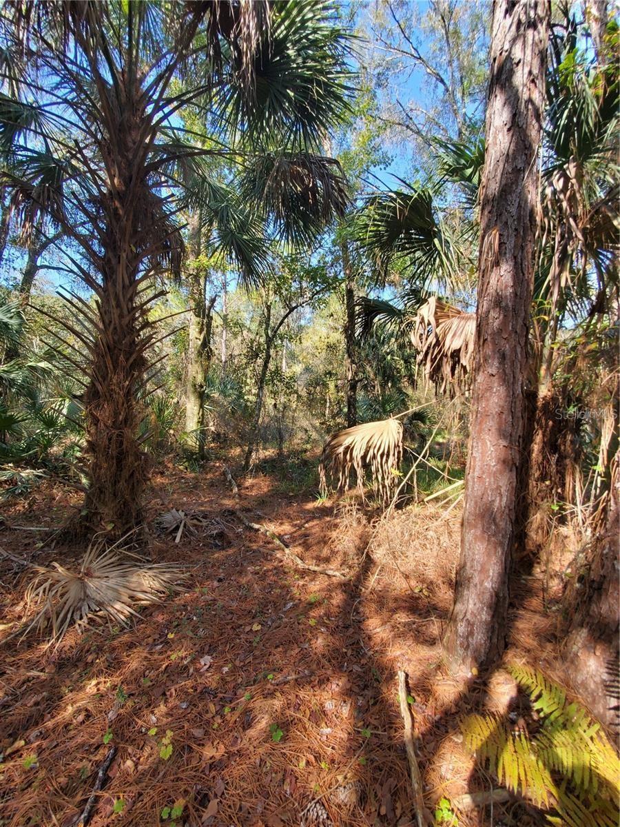 PORT RICHEY LAND CO - Land