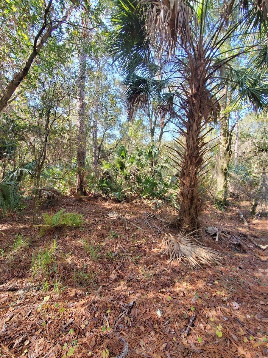 PORT RICHEY LAND CO - Land
