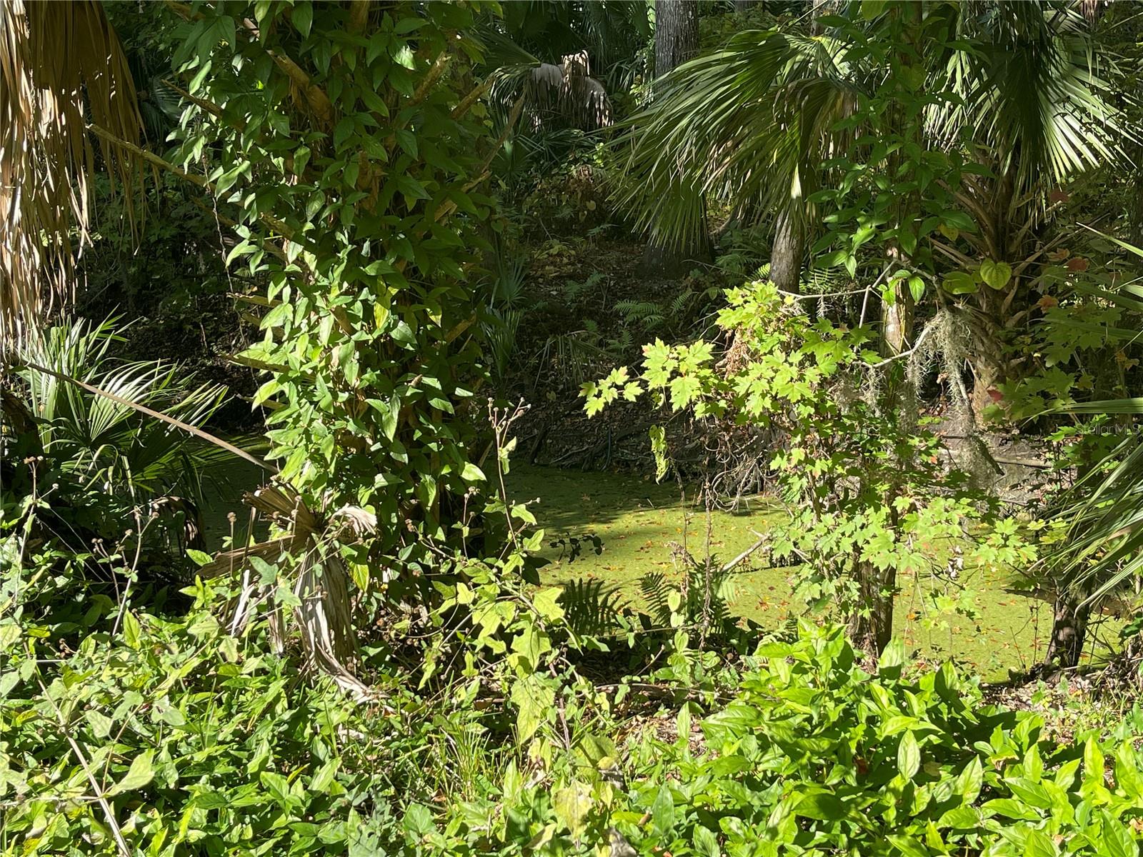 OLIVE PALM COMMUNITY - Land