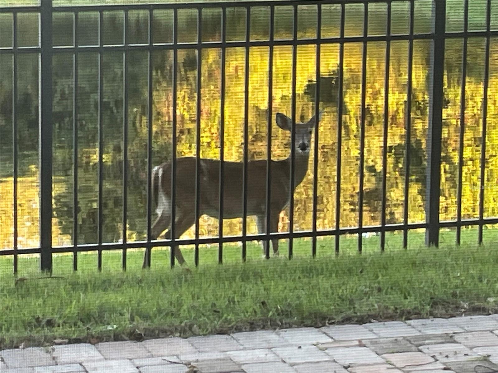 STONEYBROOK - Residential