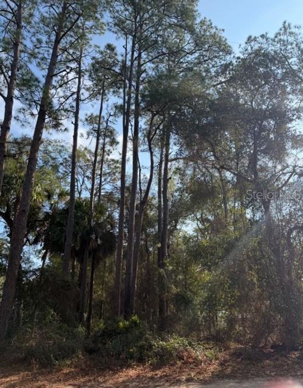 Photo of Tbd NE 236 Terrace, Fort Mccoy, FL 32134 (MLS # OM716278)