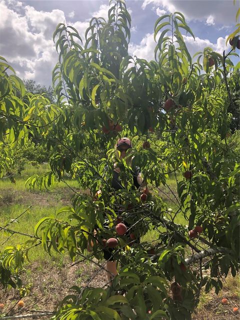 Tiny photo for 18250 Ravenswood Road, Altoona, FL 32702 (MLS # G5105562)