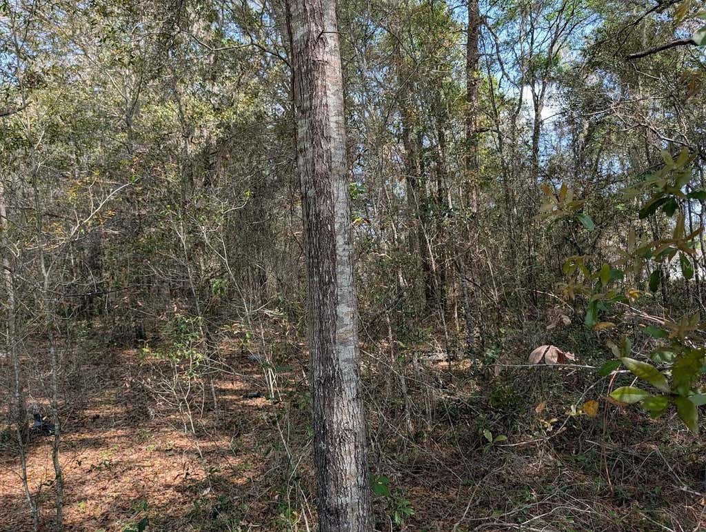 Photo of SW 30th Place, Ocala, FL 34481 (MLS # OM730299)