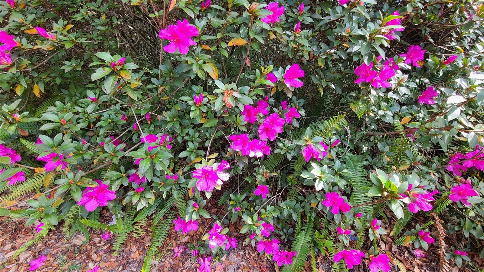 OAK HOLLOW - Residential