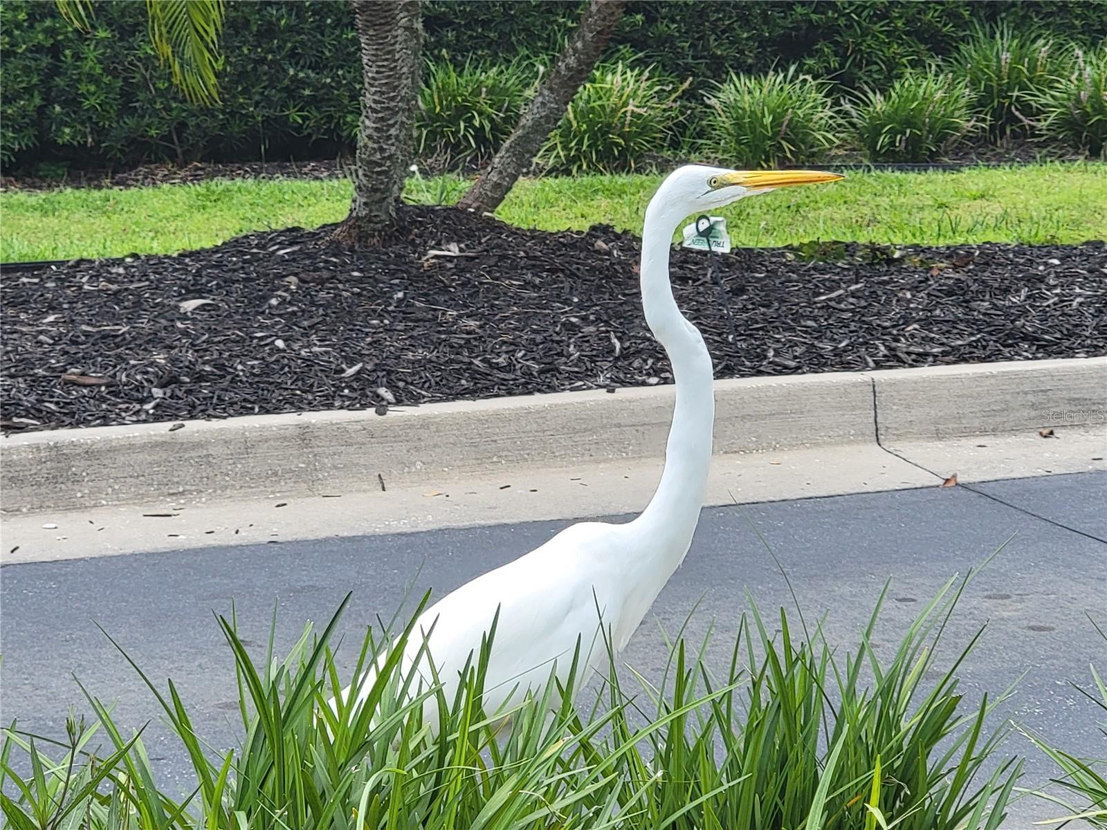 PLANTATION AT LEESBURG - Residential
