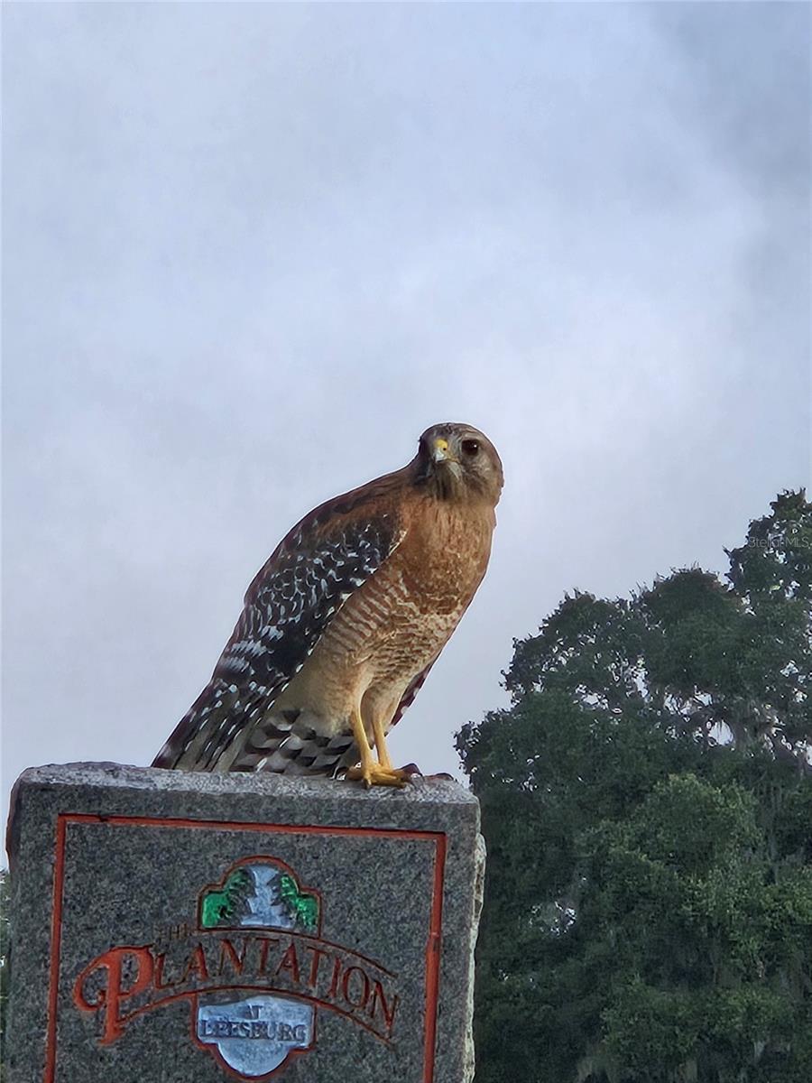 PLANTATION AT LEESBURG - Residential