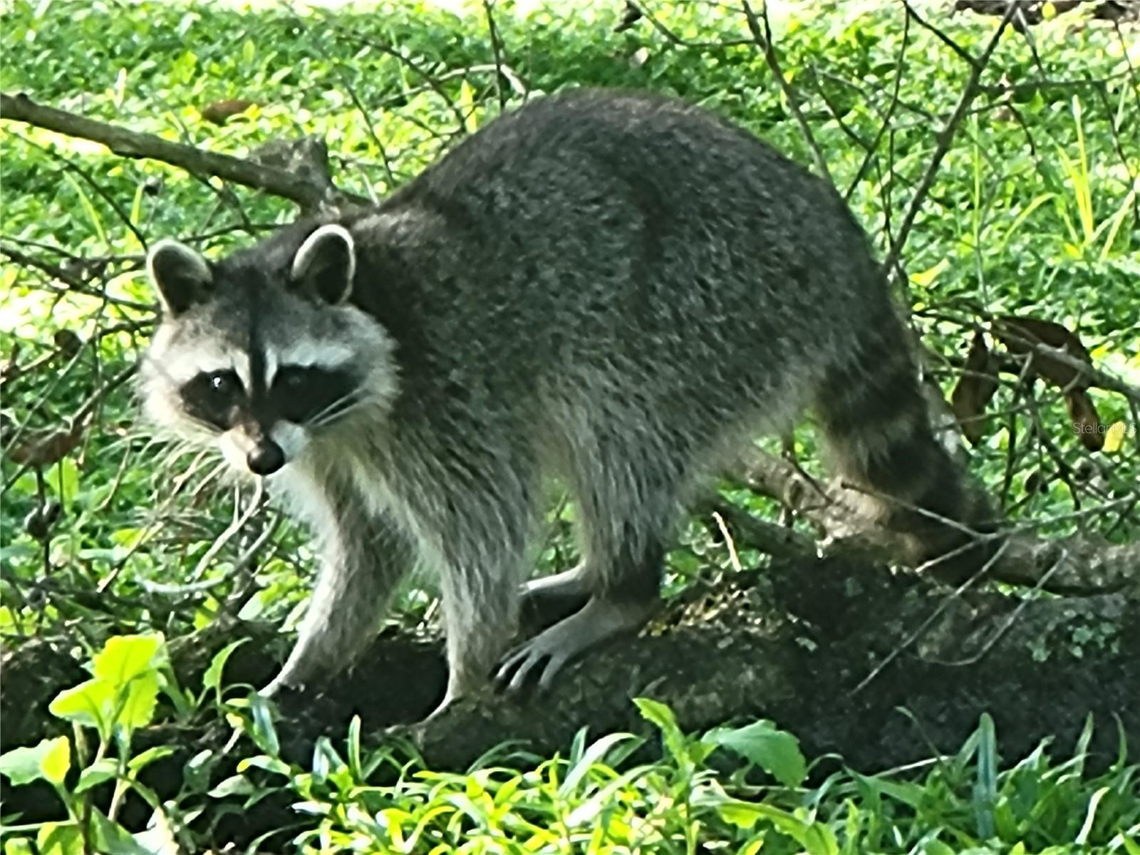 PLANTATION AT LEESBURG - Residential