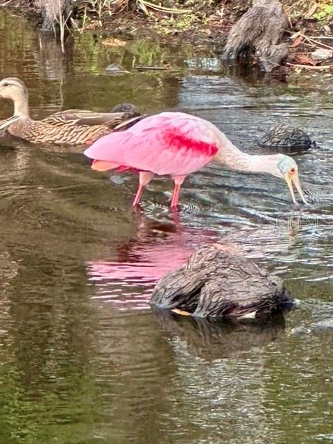 TREETOPS AT NORTH 40 - ONTARIO - Residential