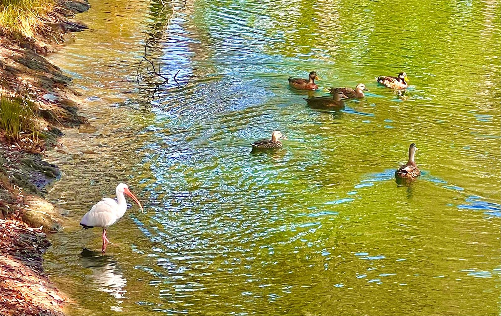 TREETOPS AT NORTH 40 - ONTARIO - Residential