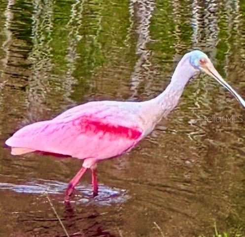 TREETOPS AT NORTH 40 - ONTARIO - Residential