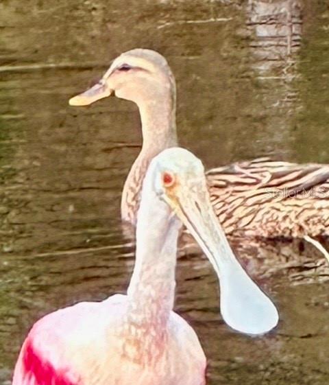TREETOPS AT NORTH 40 - ONTARIO - Residential