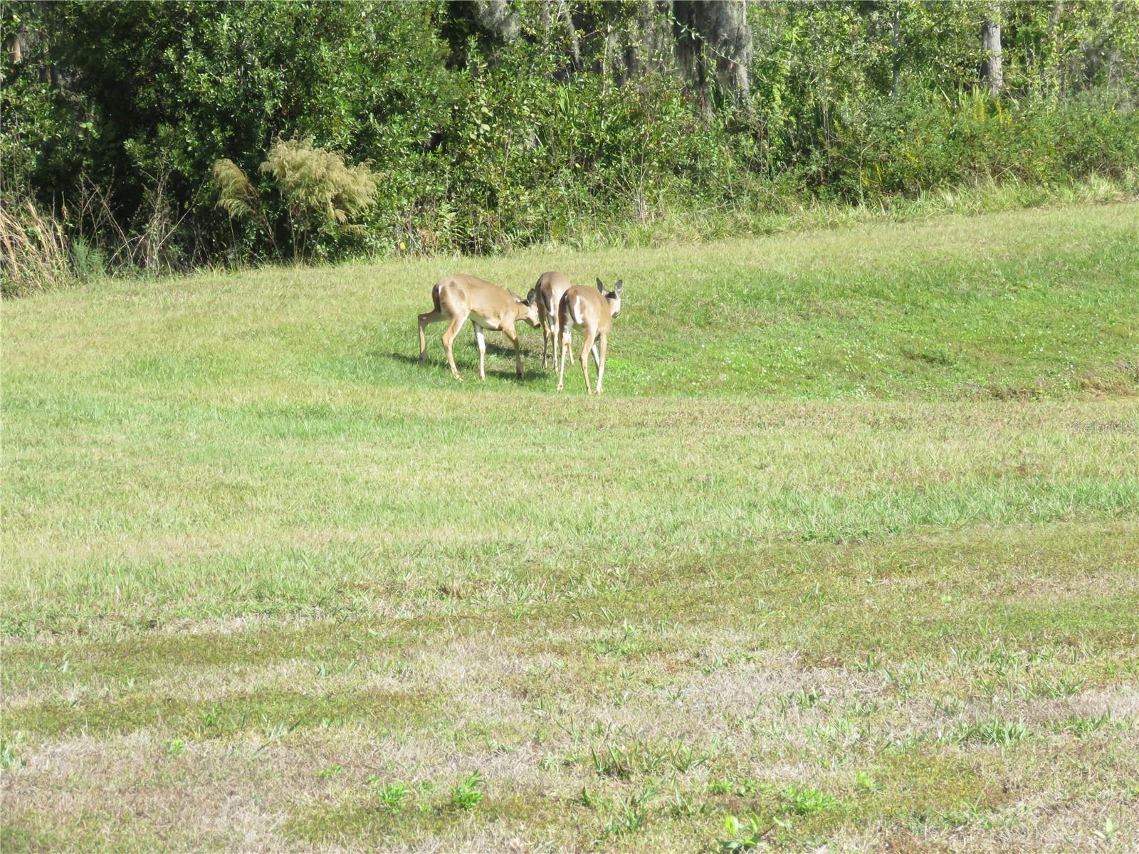 CYPRESS MILL PH 3 - Residential