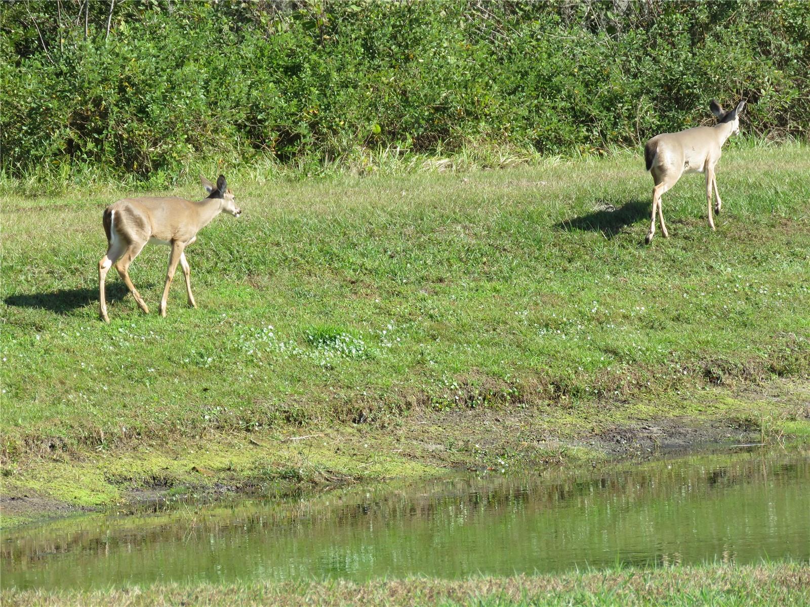 CYPRESS MILL PH 3 - Residential