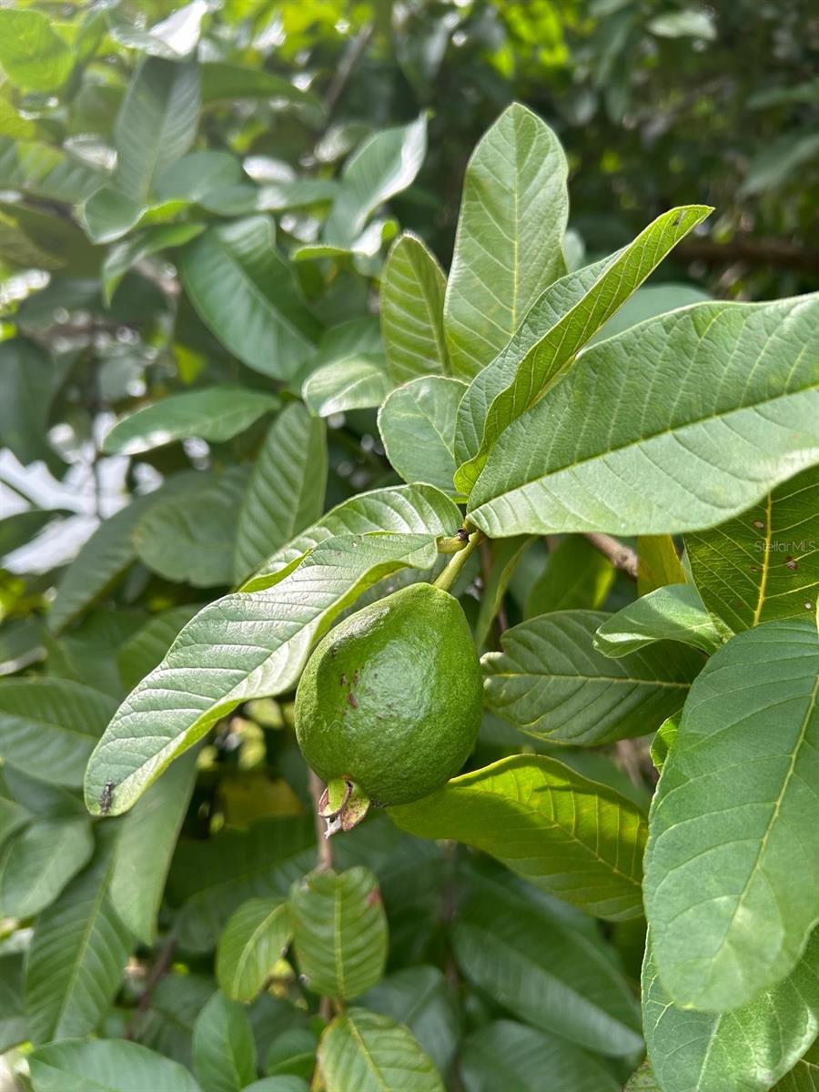 AUBURN HILLS - Residential