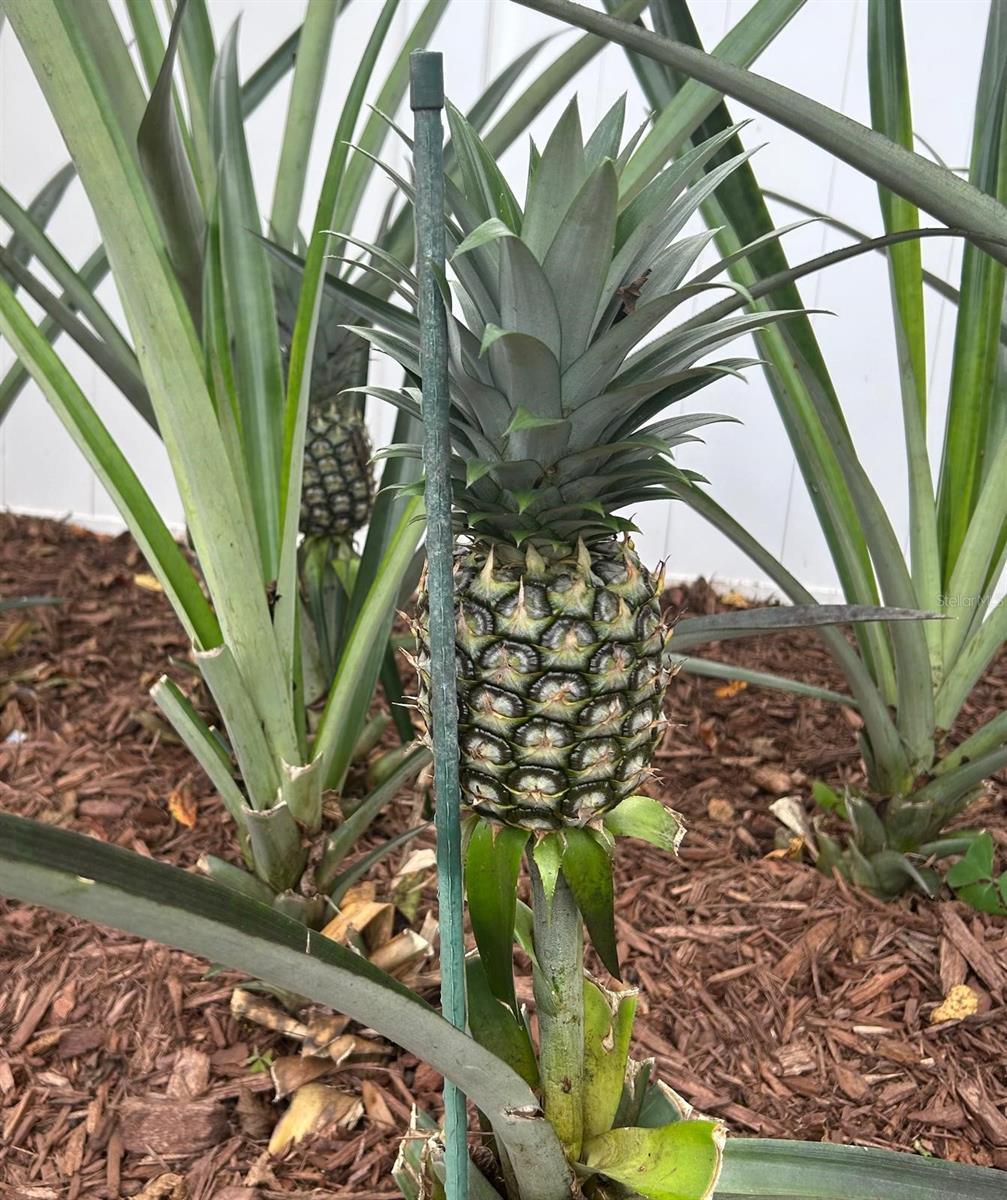 AUBURN HILLS - Residential