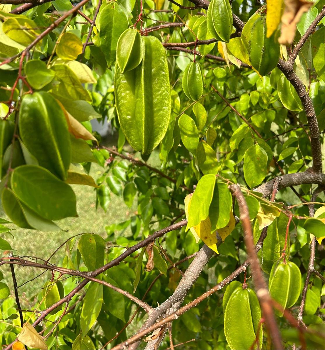 AUBURN HILLS - Residential