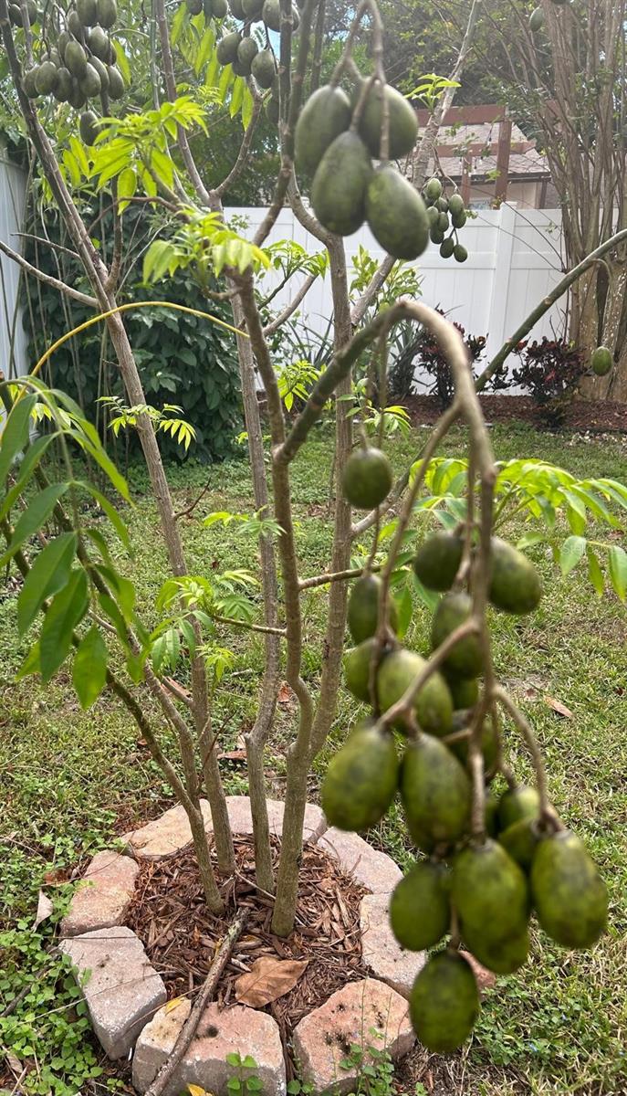 AUBURN HILLS - Residential