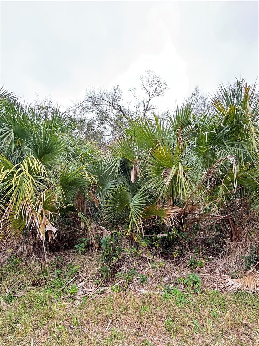 Build your dream home on this spacious vacant lot in a desirable North Port neighborhood. Located on Greenley Circle, this property offers a peaceful setting while remaining close to shopping, dining, and top-rated schools. With easy access to I-75, beautiful Gulf Coast beaches, and outdoor recreational areas, this lot is perfect for those seeking a balance of convenience and tranquility.
This residential lot provides ample space for a custom home with room for a pool, garden, or outdoor entertaining area. North Port is one of Florida’s fastest-growing cities, making this a great opportunity for homeowners and investors alike.
Don’t miss out on this chance to own a piece of paradise in Southwest Florida.