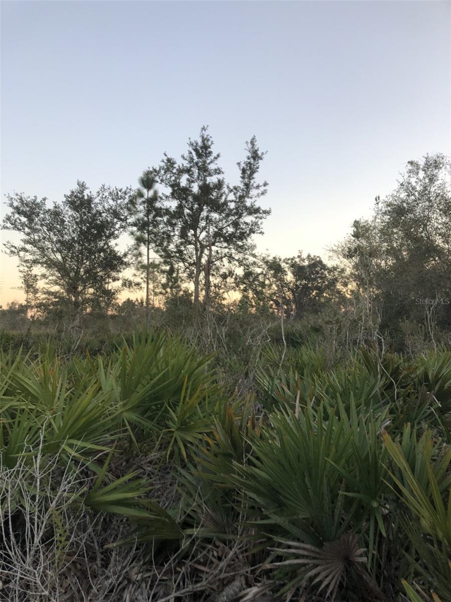1111 PORTULACA DRIVE