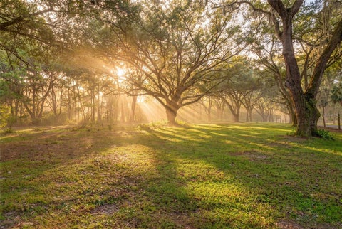 Tiny photo for 11795 SW Highway 484, Dunnellon, FL 34432 (MLS # O6423543)