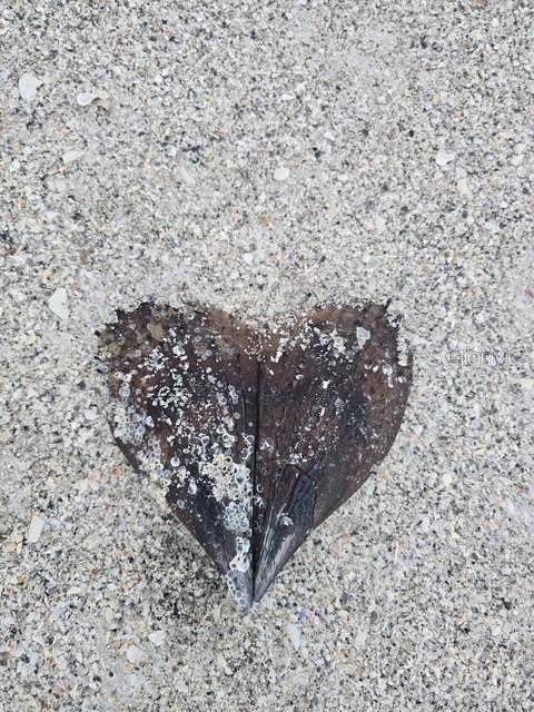 SEASIDE GARDENS REP - Residential Lease