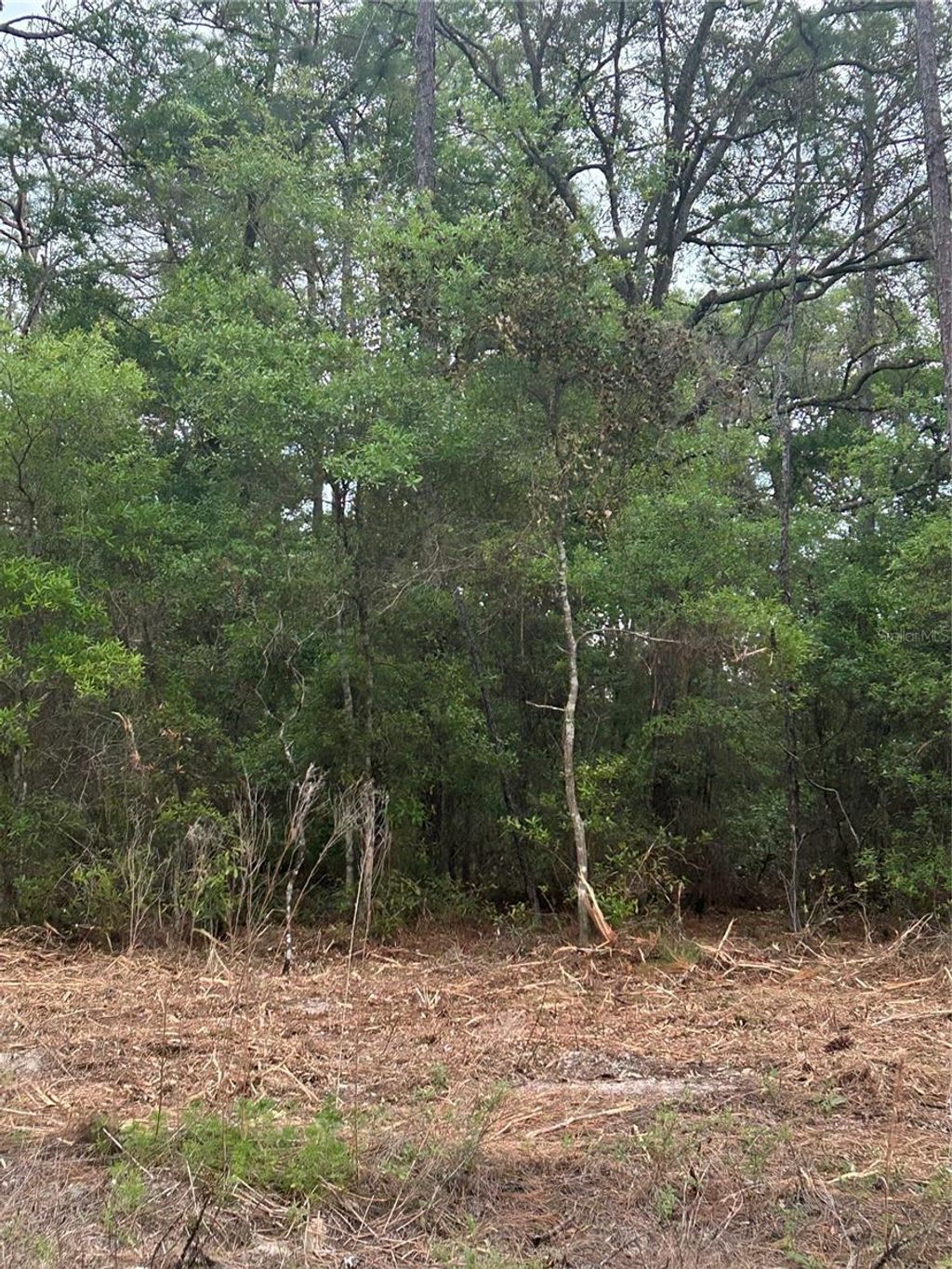 Photo of 10831 N Mataro Avenue, Citrus Springs, FL 34434 (MLS # S5147624)