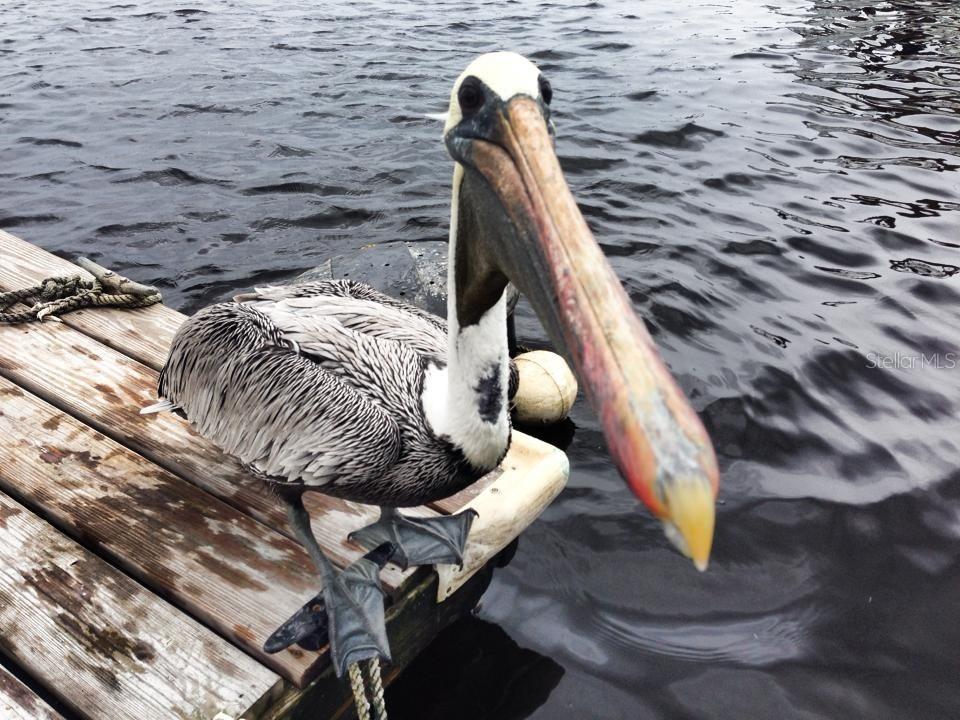 PALM ISLAND ESTATES - Land