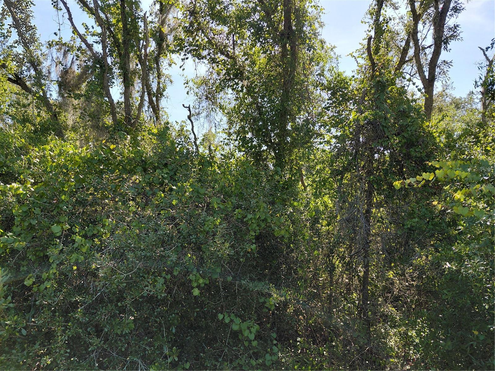 WHEYSTONE DRIVE