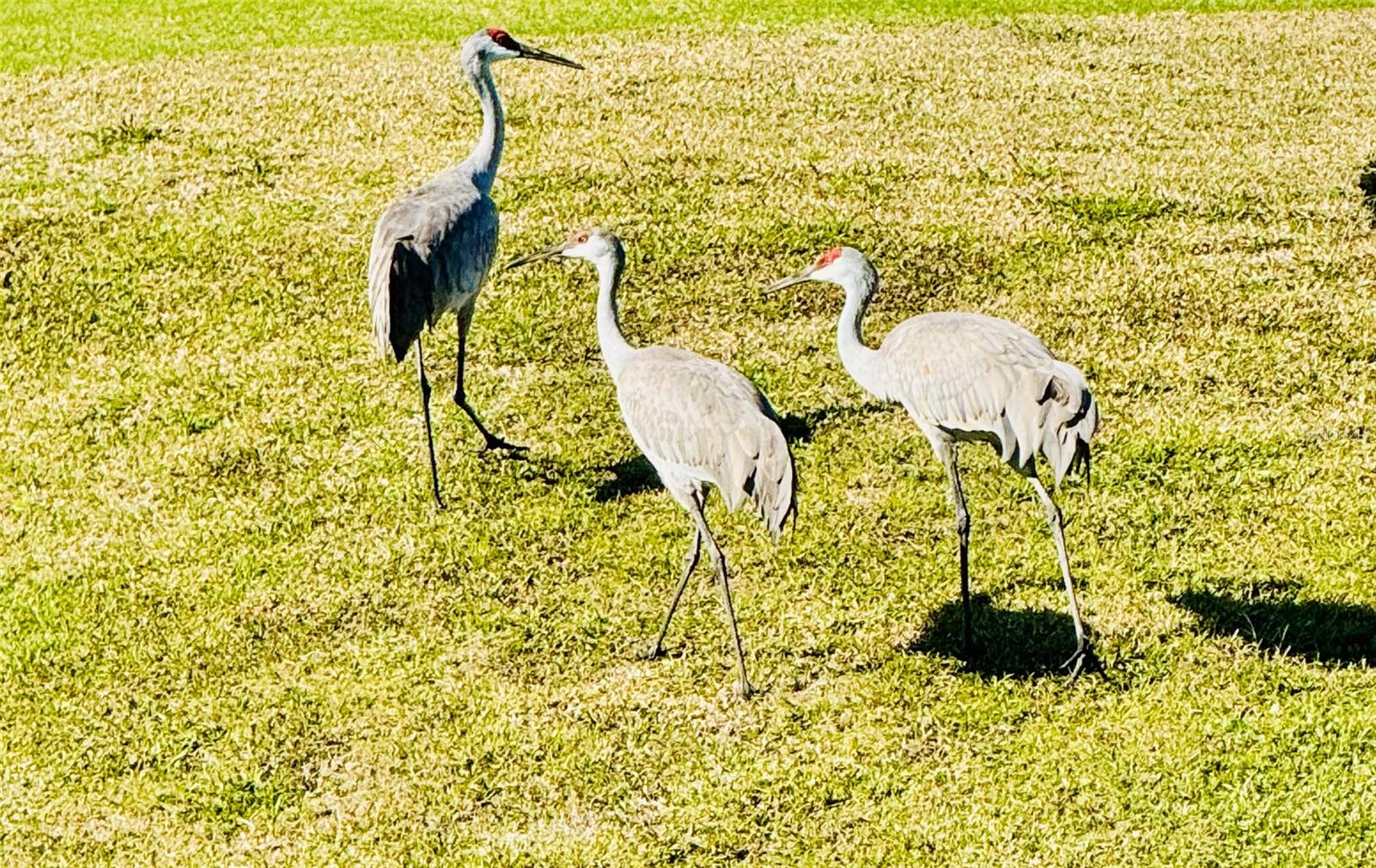 DEER CREEK GOLF & TENNIS RV RESORT - Land