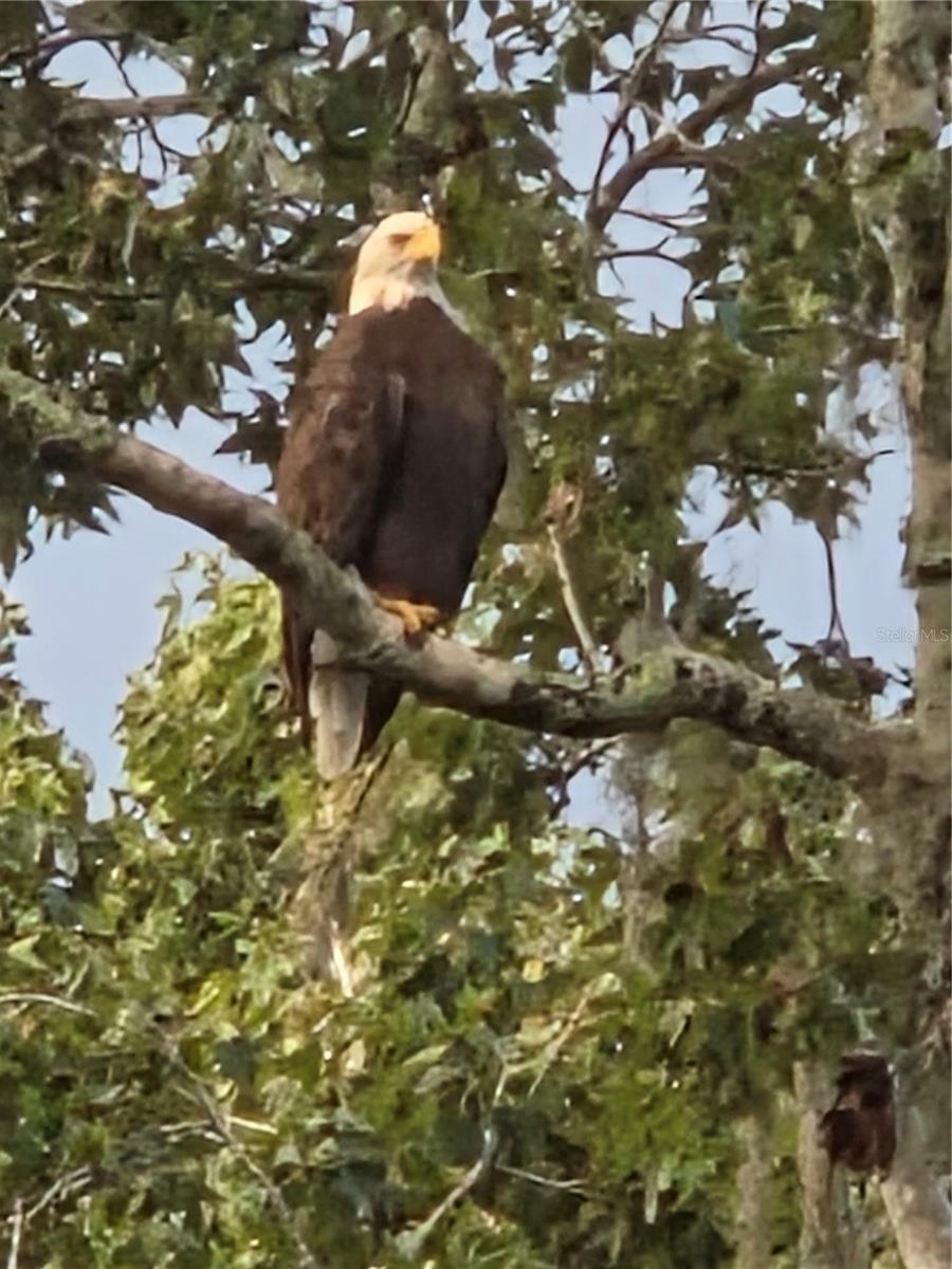 MCCOOLS ADD TO KISSIMMEE PARK - Residential