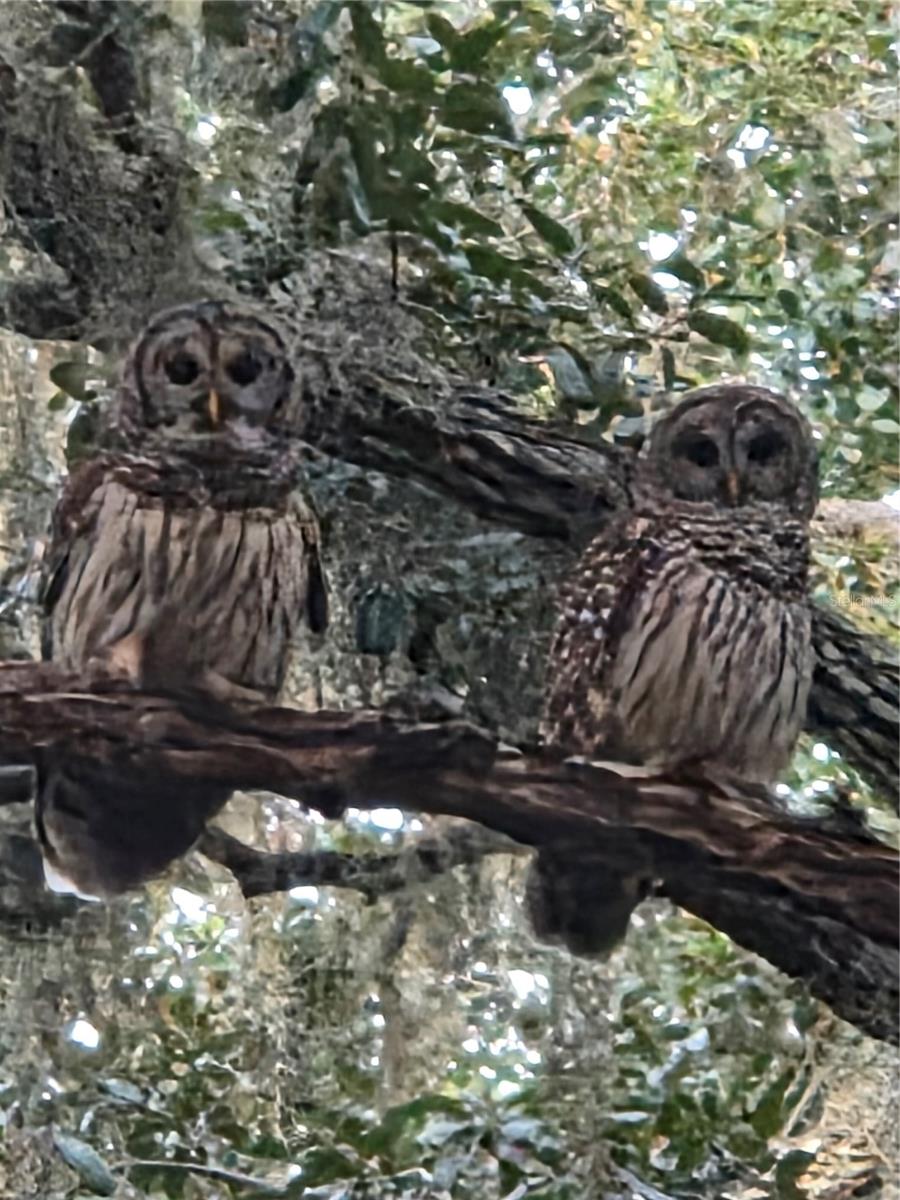 MCCOOLS ADD TO KISSIMMEE PARK - Residential