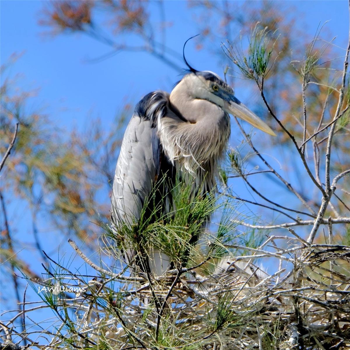 MOUNT VERNON PH 1 - Residential