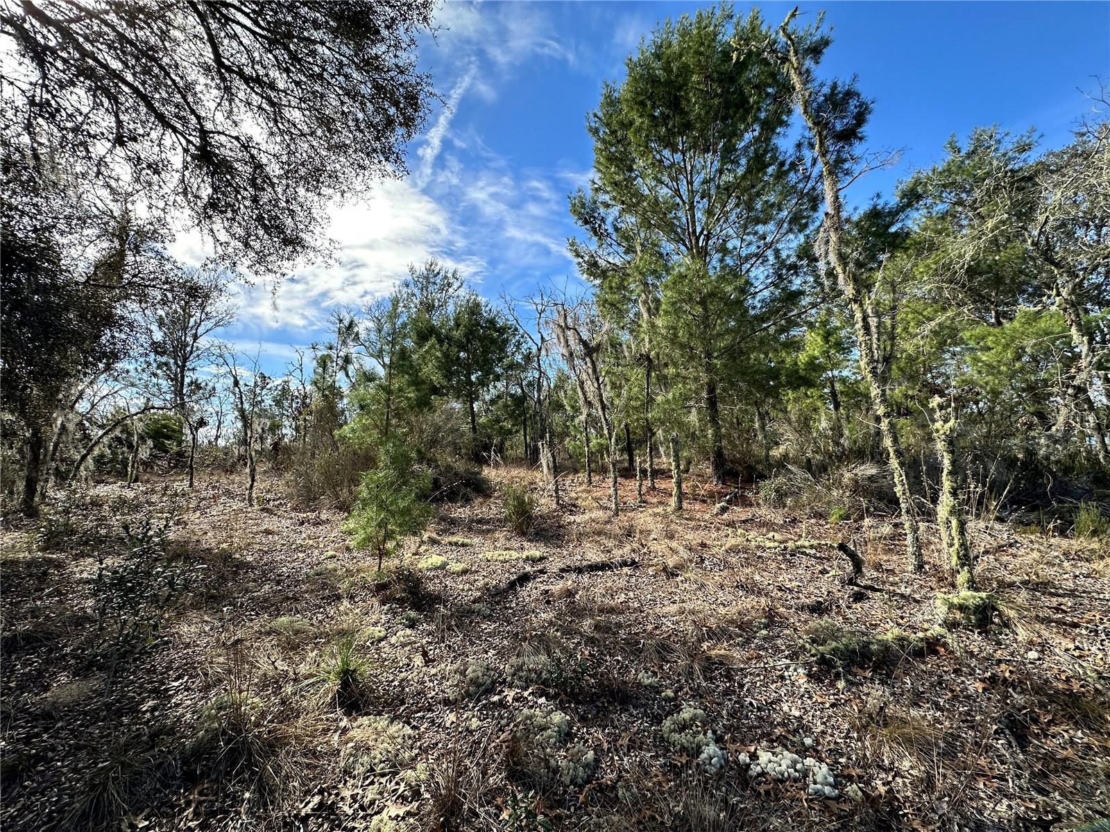 WILLISTON HYLNDS GOLF & C CLUB ESTATE - Land