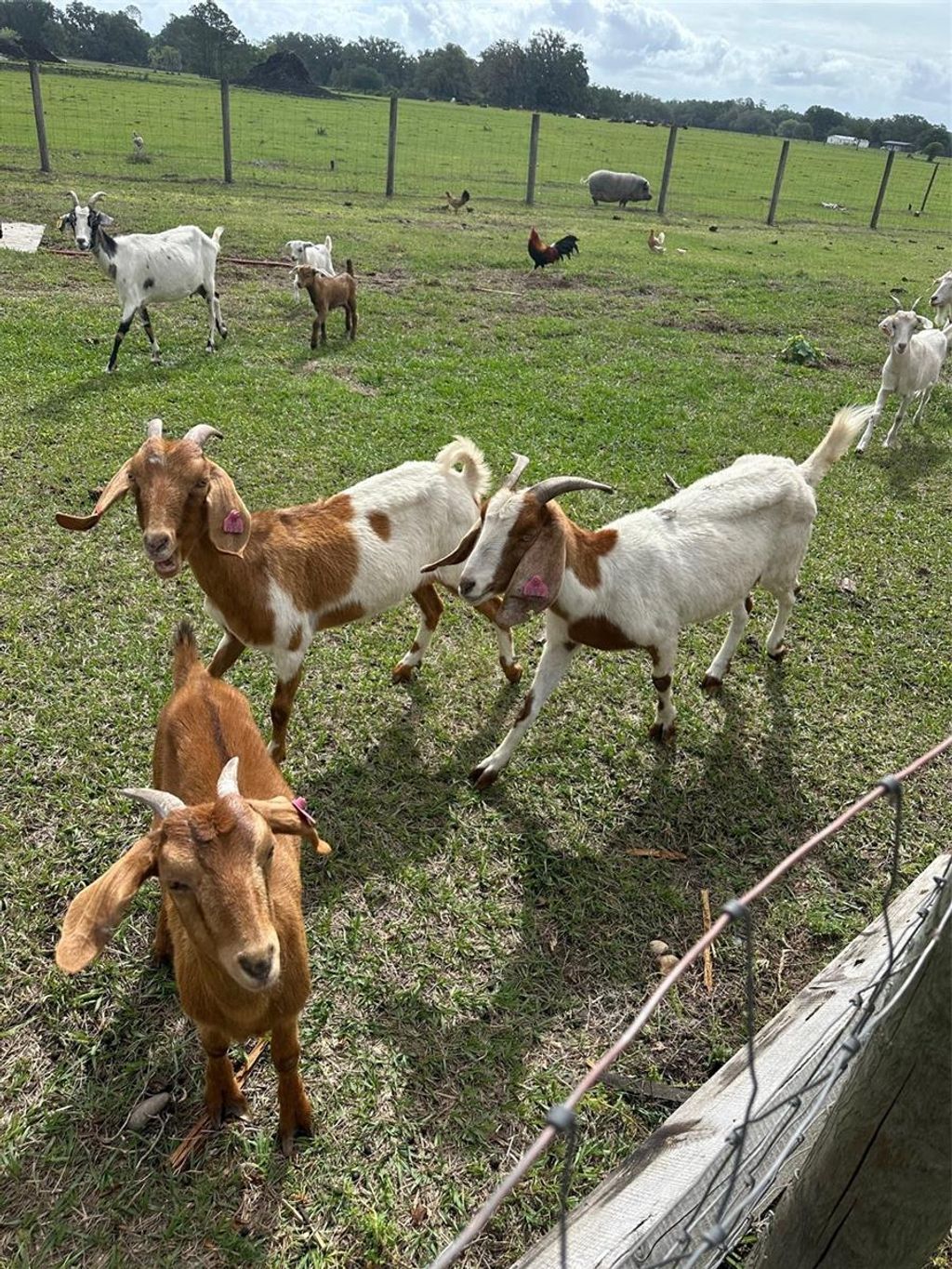 Photo of 15120 SE 85th Street, Ocklawaha, FL 32179 (MLS # OM723291)