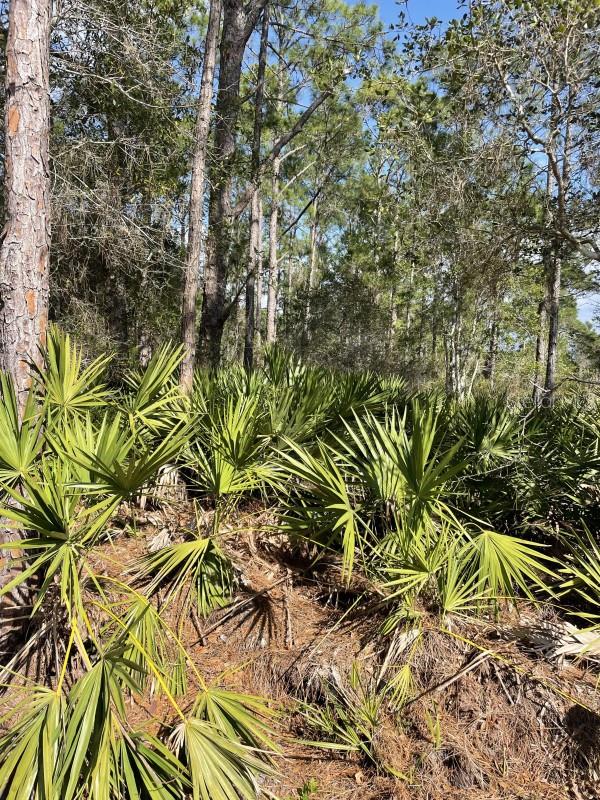 ST JOHNS RIVER ESTATES UNIT 01 - Land