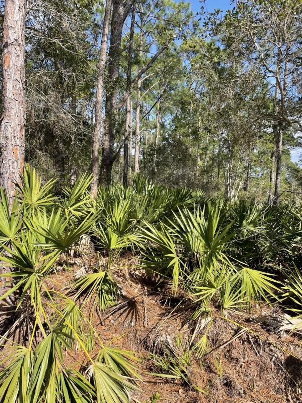 Photo of 32 Fyfe Avenue, Debary, FL 32713 (MLS # A4668838)