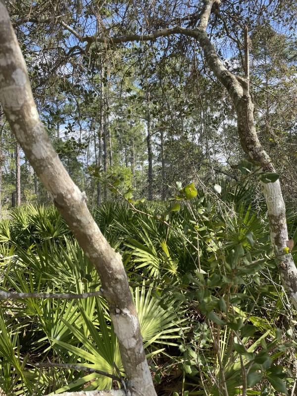 ST JOHNS RIVER ESTATES UNIT 01 - Land