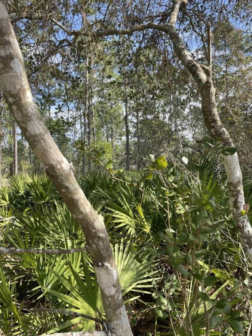 Photo of 32 Fyfe Avenue, Debary, FL 32713 (MLS # A4668838)