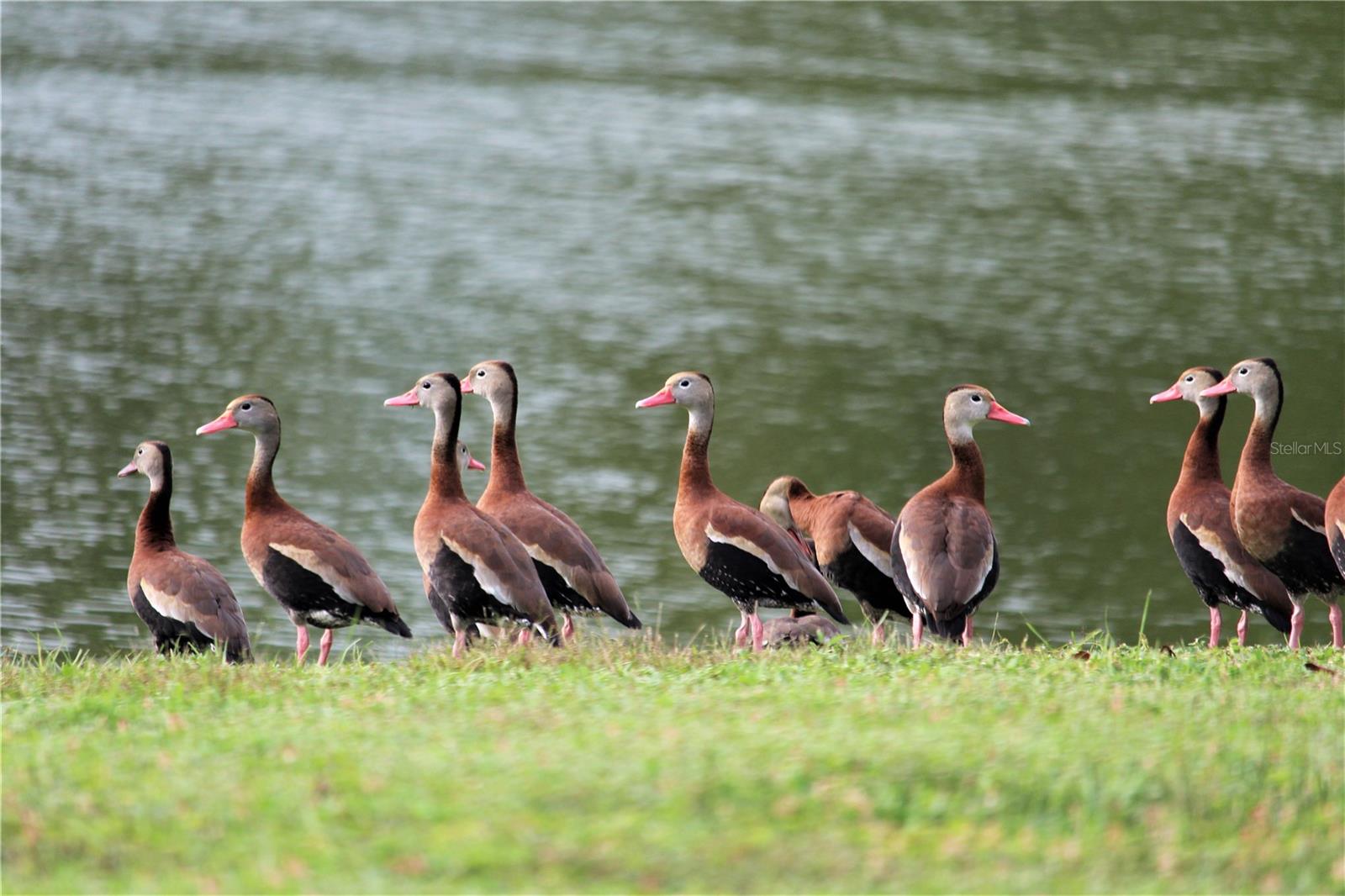 TURKEY CREEK - Residential