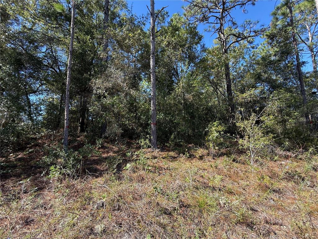 Photo of 11073 N Haitian Drive, Citrus Springs, FL 34434 (MLS # OM712166)