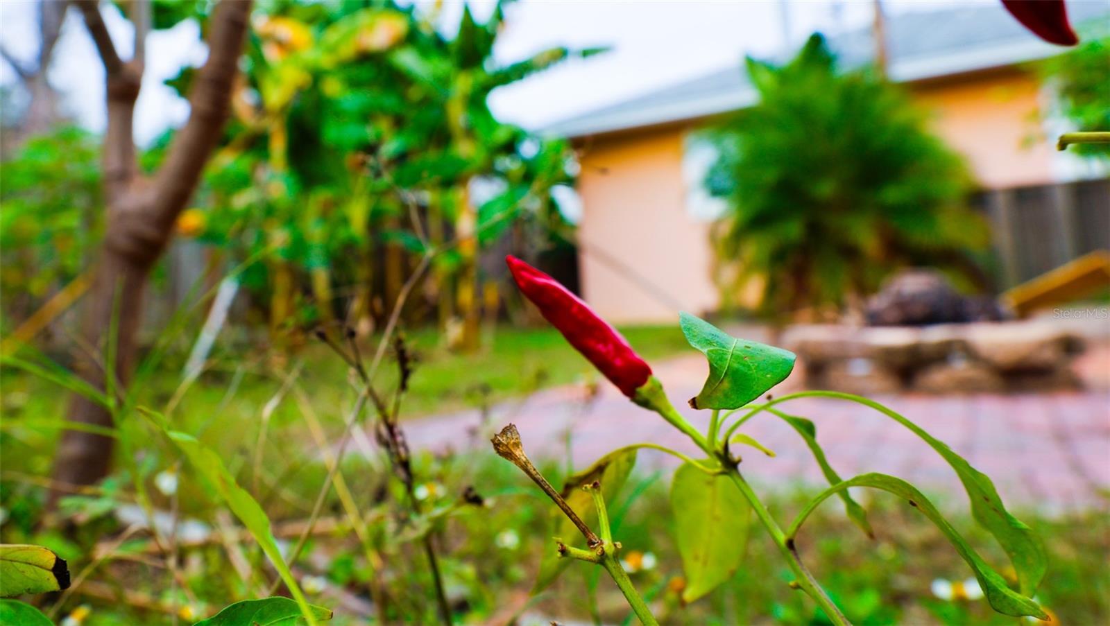 WEST SEMINOLE TERRACE - Residential Lease