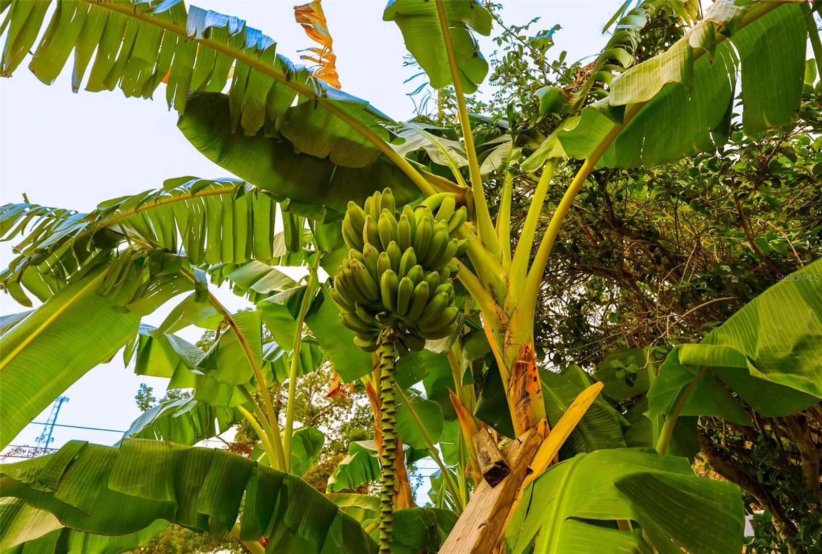 WEST SEMINOLE TERRACE - Residential Lease