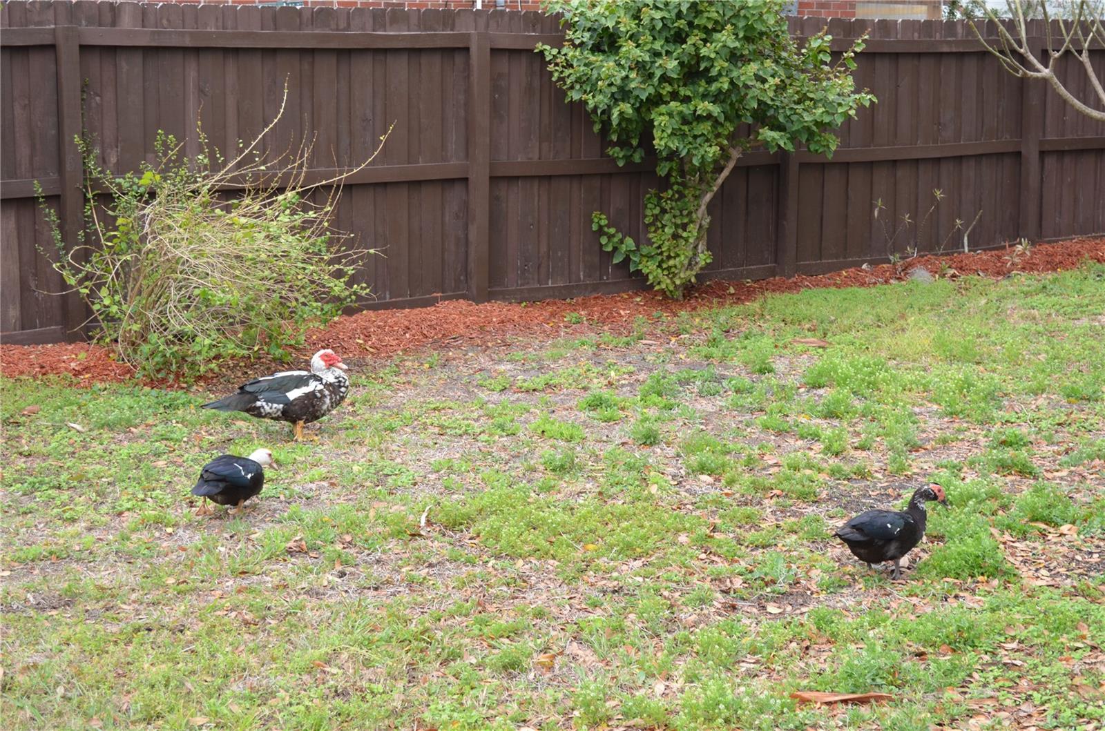 ORANGE GROVE PARK - Residential