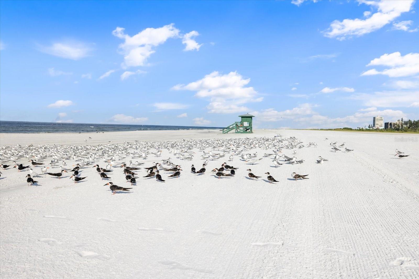 SIESTA BEACH - Residential Lease