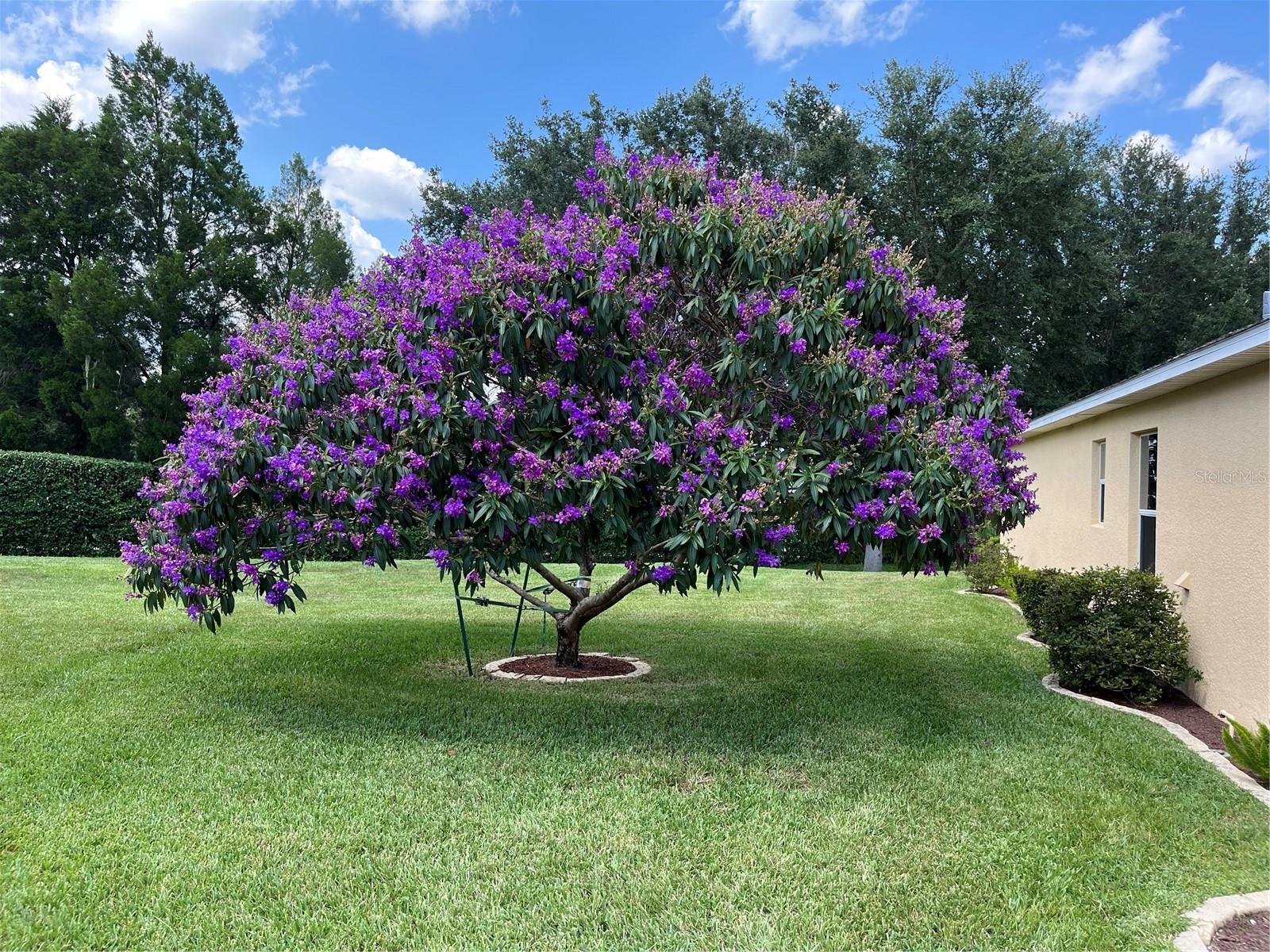 TRADITIONS PH 01 - Residential